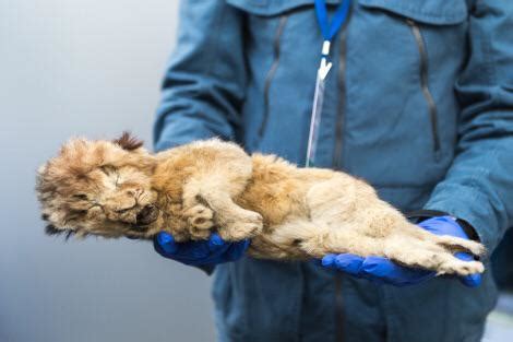 A pair of cave lion cubs that died up to 44,000 years ago were found ...