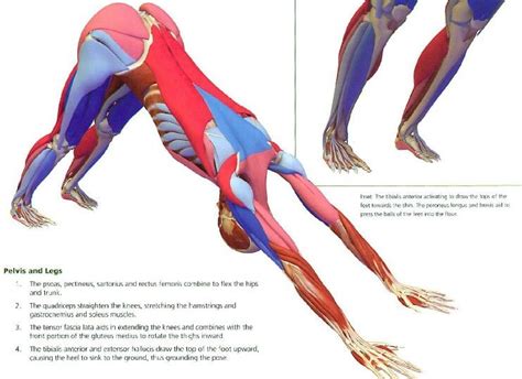 Pin de Lisa Gerard en Yoga | Anatomía humana, Anatomía, Musculos