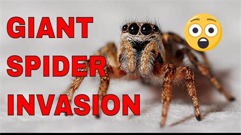 Giant Spider Invasion Near You - YouTube