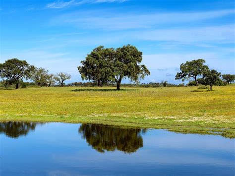 Beautiful Alentejo Landscape with Trees and Ferrou Stock Image - Image ...