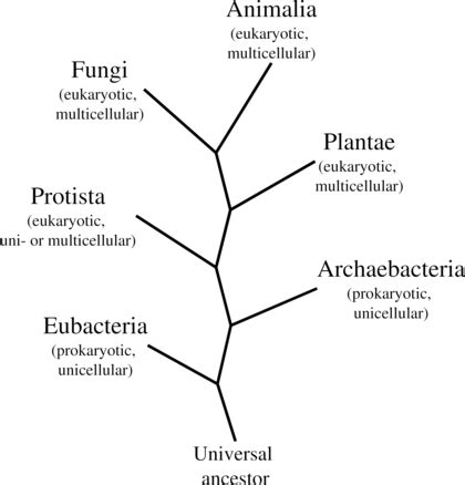 Tree of Life | Bacteria, Archaea & Eukarya | Study.com