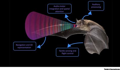 Neural coding of 3D spatial location, orientation, and action selection ...