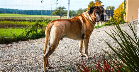 Cane corso temperament - Hondenrassen,Honden,Terriërs