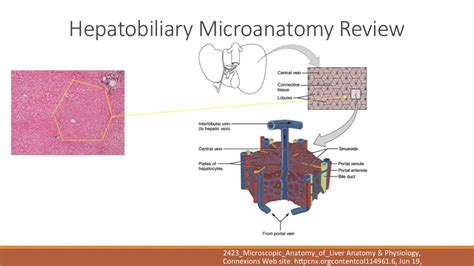 Hepatobiliary Anatomy Review - YouTube