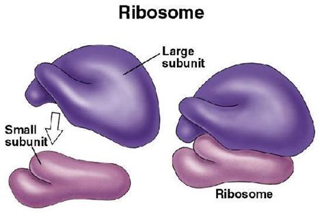 What does ribosomes mean to me?... | Eukaryotic cell, Prokaryotic cell, Biology