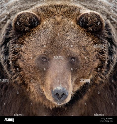 Male grizzly bear face close up hi-res stock photography and images - Alamy