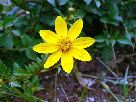 How To Celebrate The Ethiopian New Year | Flowers names and pictures, Yellow flowers, Grass flower