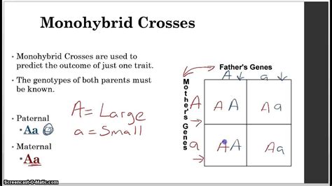 Gallery For > Monohybrid Cross And Dihybrid Cross