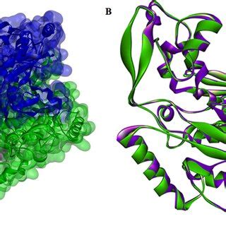 A Three-dimensional structure of chorismate synthase from L ...