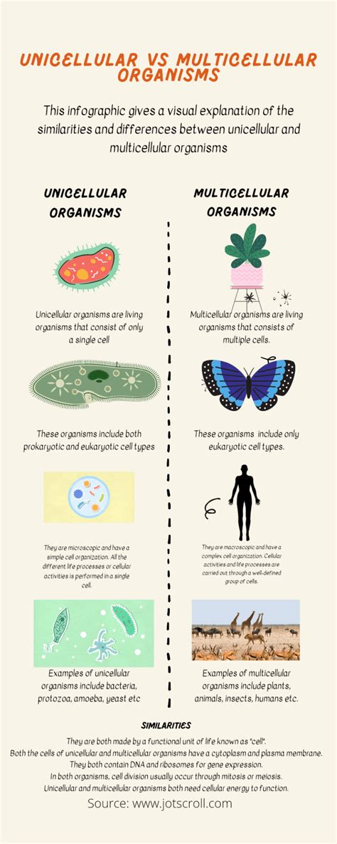 Unicellular vs multicellular differences and similarities - Jotscroll