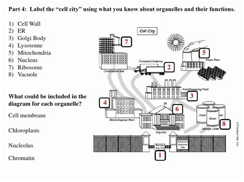 Plant Cell City Analogy Project