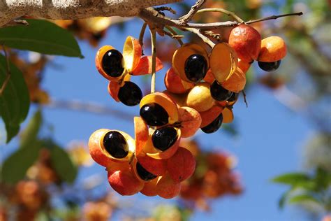 Fruits and Seeds - Australian Rainforest | Flickr