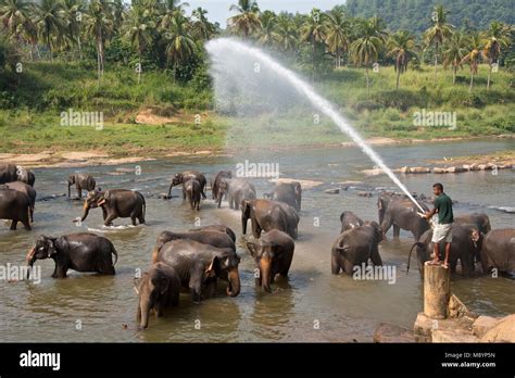 Sri Lankan elephants from the Pinnawala Elephant Orphanage bathing in the river while being ...