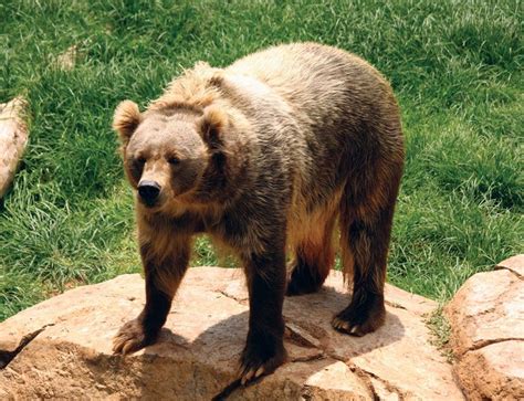 Kodiak bear | Size, Habitat, & Facts | Britannica