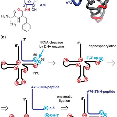 Example for the cleavage of a natural tRNA by DNA enzymes. (a)... | Download Scientific Diagram