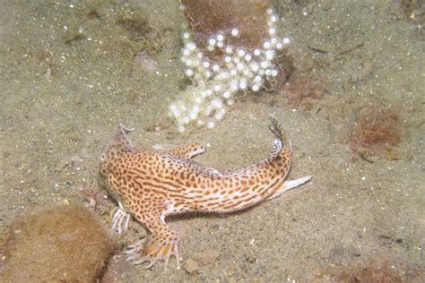 Forgotten species: the rebellious spotted handfish