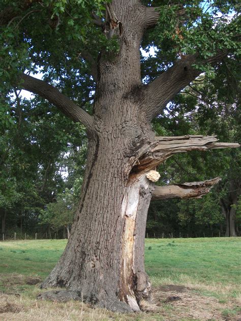 Heritage tree surveyors course Sept - Kent Heritage Trees Project