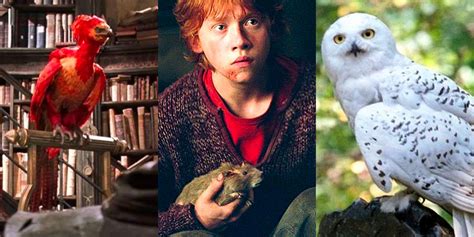 Harry Potter: 15 Most Helpful Pets, Ranked