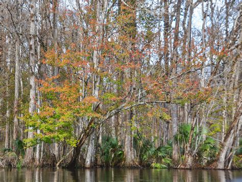 Florida Paddle Notes Sentinel Cypress - Ocklawaha River