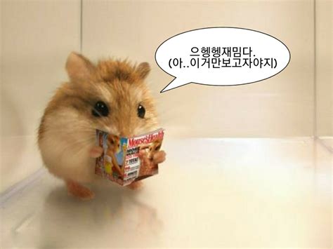 웃긴 Chinese Hamster, Syrian Hamster, Happy Animals, Cute Animals, Red Panda Cute, Types Of Pet ...