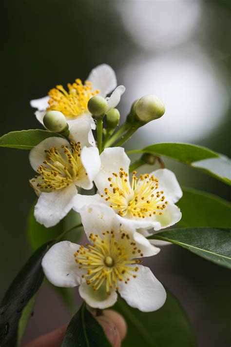 10 seeds-Camphor Tree- Evergreen Tropical-yellow flowers - -Zone 8+ or grow as an Ornamental ...