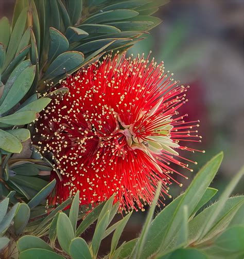 Red Flower in a Cactus Garden by dreamgirl236