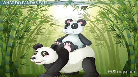 Giant Panda Habitat Facts