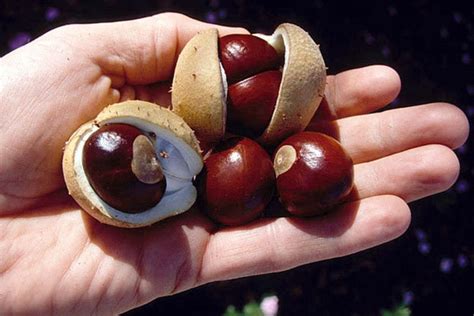 10 BUCKEYE Tree Seeds Large Ohio State Buckeyes Trees Fresh | Etsy