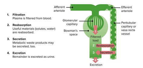 Filtración glomerular: fisiología renal | Conocimiento médico conciso