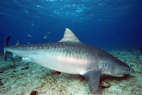 Le requin tigre (Galeocerdo cuvier) | Requins | Vie marine