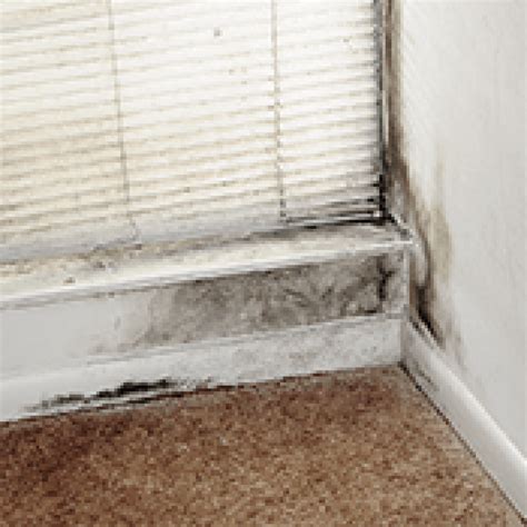 Mold on Walls: Our Guide to Identification and Removal