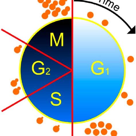 A schematic snapshot of cells in the budding yeast cell cycle with most ...