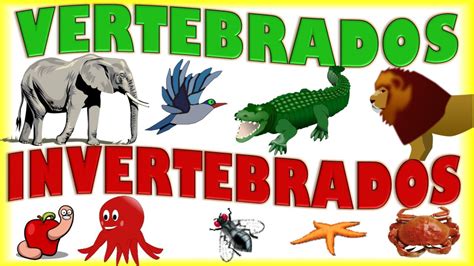 Dibujos De Animales Invertebrados Para Niños - heartfeltblurbs.blogspot.com