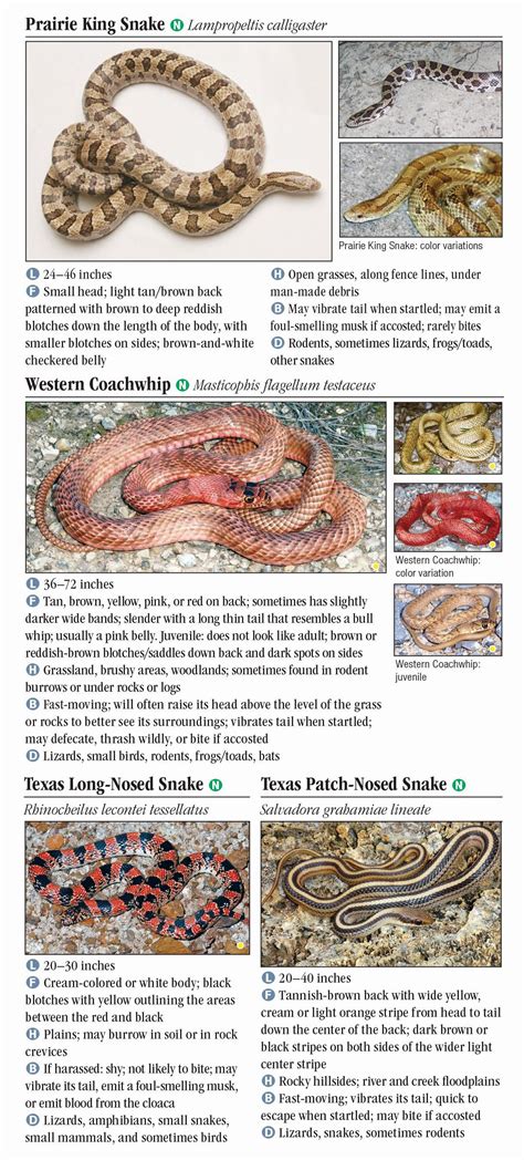 Texas Baby Snake Identification Chart