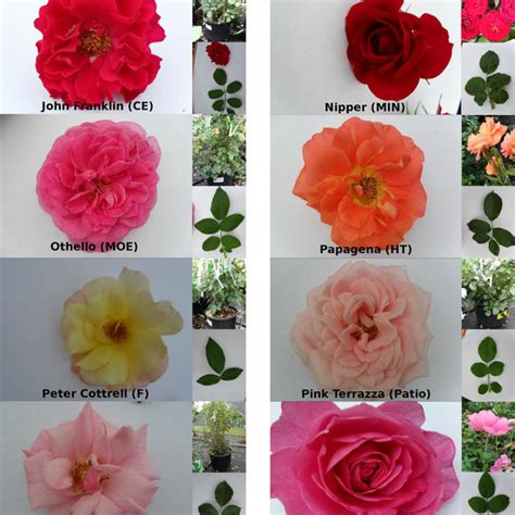 Representatives of garden rose types used in study displaying variation... | Download Scientific ...