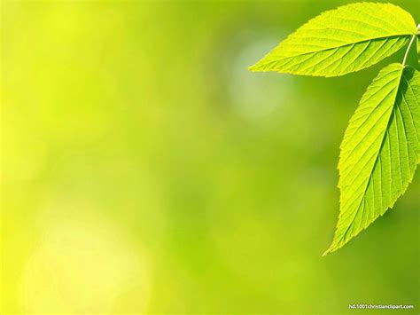 Green Leaves PowerPoint Templates | Green leaf background, Background, Slide background