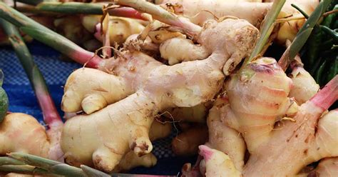 How to Grow Ginger Indoors | Gardener’s Path