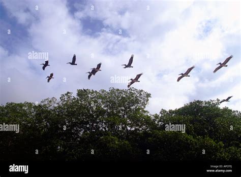 The Celestun wildlife refuge, Yucatan, Mexico Stock Photo - Alamy