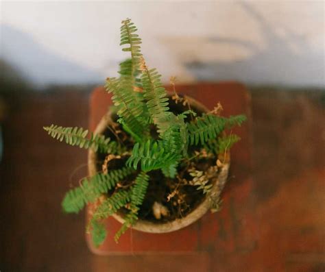 4 Indoor Ferns That Are Perfect for Home Decor - Scoop of Thoughts