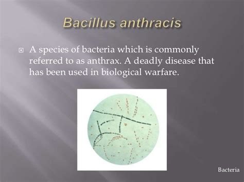 Bacteria and archaea examples