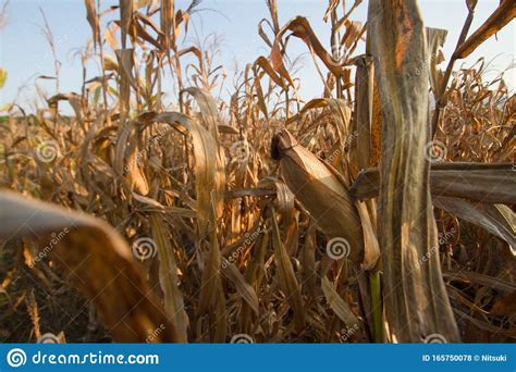 Dead Crop Impact of Drought on Summer Stock Photo - Image of extreme ...