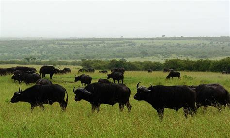 Mago National Park - Walkin Ethiopia Tour and Travel