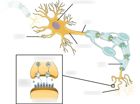 AP Psychology Neuron & Synapse Diagram | Quizlet