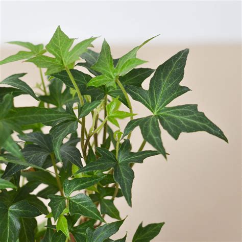 Ivy Care — House Plant Shop