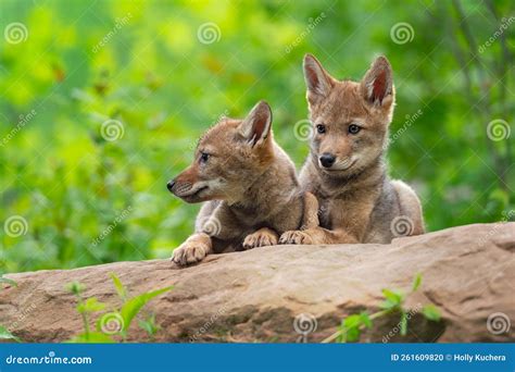 Coyote Pups Canis Latrans Sit on Rock Together Summer Stock Photo - Image of outside, summer ...