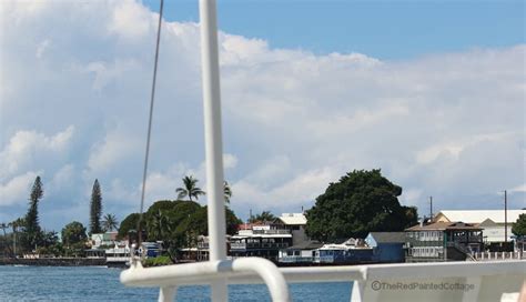 Whale Watching In Lahaina, Maui - The Red Painted Cottage