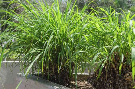 Citronella Grass: Plant Care & Growing Guide