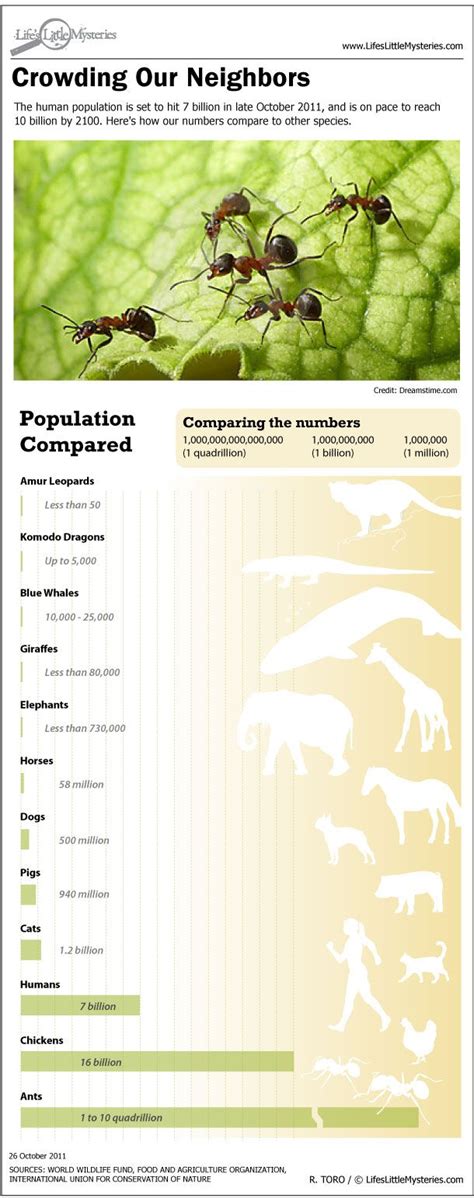 How Human Population Stacks Up to Other Animals (Infographic) | Live Science