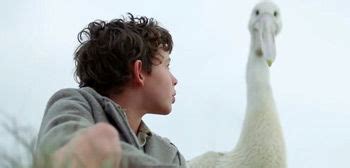 Emotional Trailer for Pelican Rescue Movie 'Storm Boy' from Australia ...