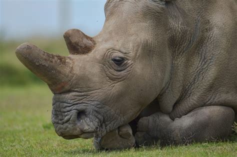 Northern White Rhinos Facing Extinction | Here & Now